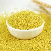 產源直供農家自種養(yǎng)生五谷雜糧黃小米 低溫烘培熟黃小米量大從優(yōu)