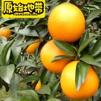 現(xiàn)采現(xiàn)發(fā)原始地帶品牌愛(ài)媛38果凍橙 可以吸管吸的果凍橙 一件代發(fā)
