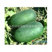 優(yōu)質(zhì)進(jìn)口小冬瓜種子-小惠，吉樂(lè)等小冬瓜種子