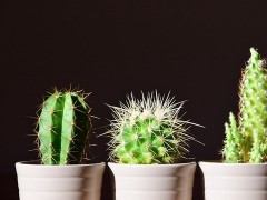 這5種植物，盡量不要養(yǎng)在室內(nèi)