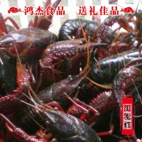 興化農(nóng)家 養(yǎng)殖清水小龍蝦鮮活批發(fā) 4/5/6錢白鰓肉質飽滿干凈