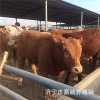 嘉誠(chéng)大型養(yǎng)殖場(chǎng)魯西黃牛肉牛犢 西門塔小牛犢教技術(shù)價(jià)議價(jià)