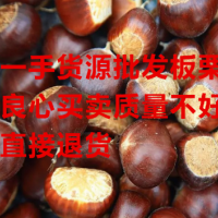 板栗批發(fā)山東栗子 一手貨源板栗 產地直發(fā) 油栗子山栗老樹栗子