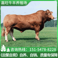 【魯西黃?！楷F(xiàn)貨嘉旺魯西黃牛苗 批發(fā)出售養(yǎng)殖場牛肉牛犢