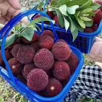 楊梅鮮果新鮮水果現(xiàn)摘現(xiàn)發(fā)仙居?xùn)|魁楊梅荸薺當季時令孕婦水果