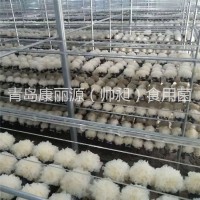 青島康麗源出口銀耳菌棒，銀耳菌包（日本雪耳）