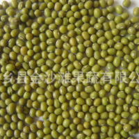 綠豆常年供應，芽豆，商品豆，質(zhì)量保證 價格優(yōu)惠
