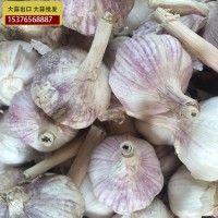供應(yīng)金鄉(xiāng)大蒜 大蒜出口殘次品2kg 28元 ，不影響使用，美觀度欠，
