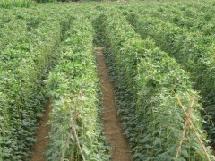 探豆角苗期用肥，選適宜肥料，促茁壯成長